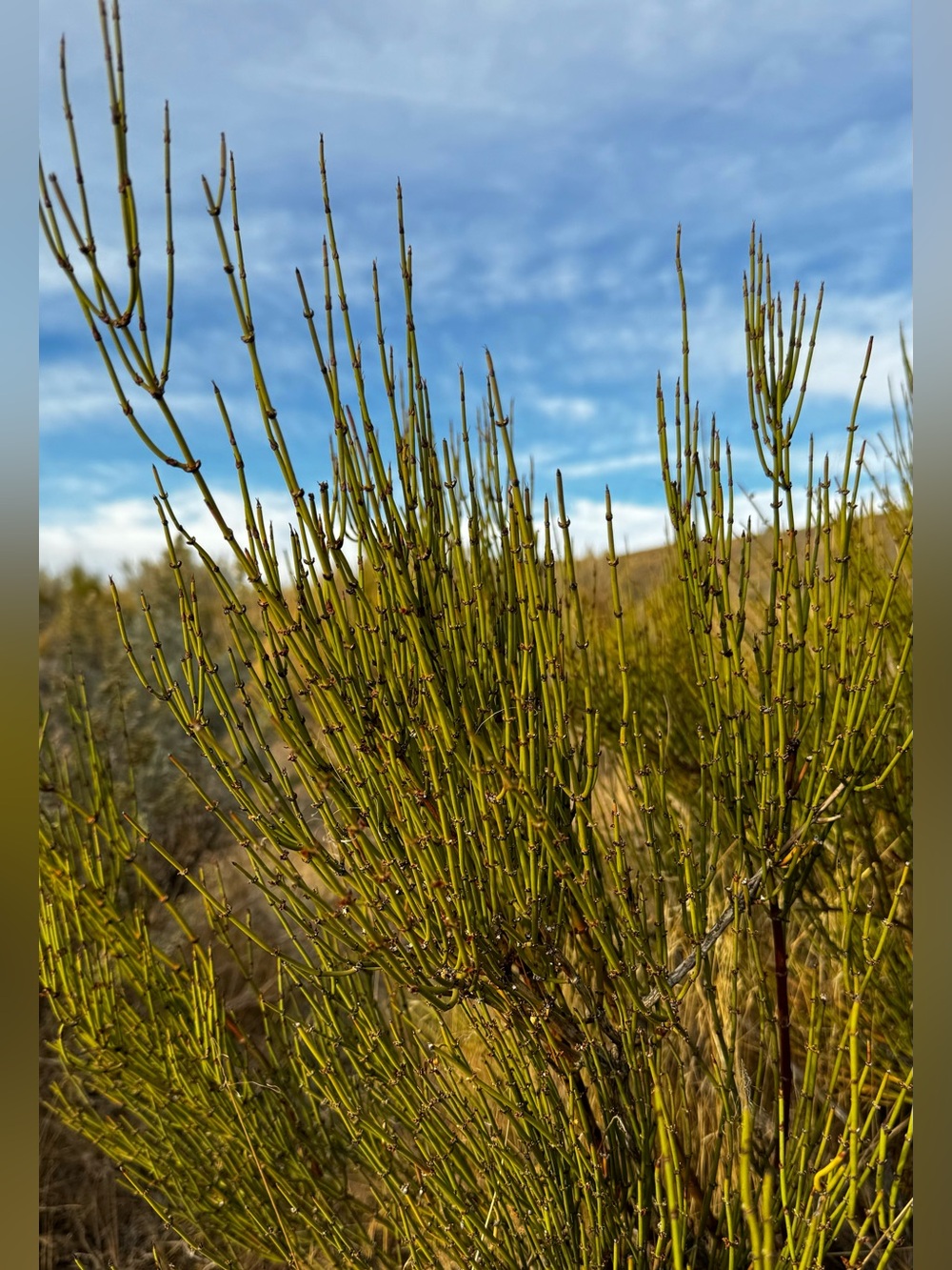 1 lb. FRESH PICKED TO ORDER MORMAN TEA EPHEDRA VIRIDIS